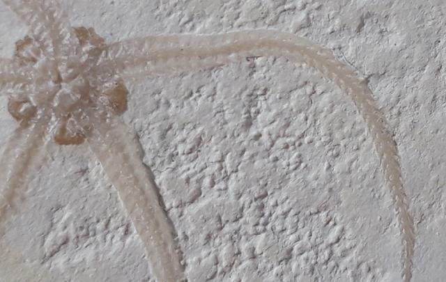 Geocoma carinata (GOLDFUSS 1833) - Bild © FossNet FossilienStore